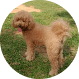 Demi the Poodle, testimony for Super Cuddles for dog boarding and doggie daycare