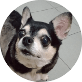 Max Chihuahua testimonial for Super Cuddles