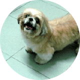 Testimonial of Charlene owner of Sherrie the Shih Tzu