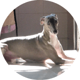 Review and testimonial from the owner of Sol, the Italian Greyhound