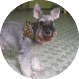 Testimonial of Ashes, Schnauzer owner for Super Cuddles
