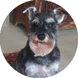 Caro, Schnauzer's owner testimonial