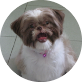 Dimples shih tzu review for doggie daycare