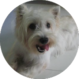 Testimonial from owner of Genevieve, Westie for Super Cuddles dog boarding