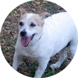 Jillie the Jack Russell Terrier review