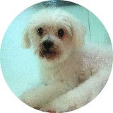 Dog boarding and daycare testimonial by Miffy the maltese