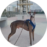 Rappy the Italian Greyhound's owner Stuart recommends Super Cuddles