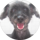 Owner of Toby, Poodle Mix review and testimonial of Super Cuddles for dog boarding